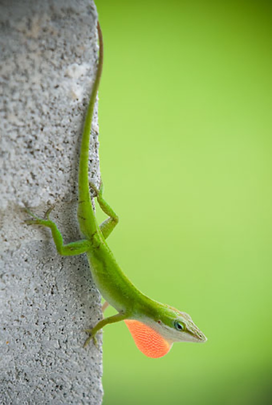 Anolis verde sobre una hoja con la papada extendida