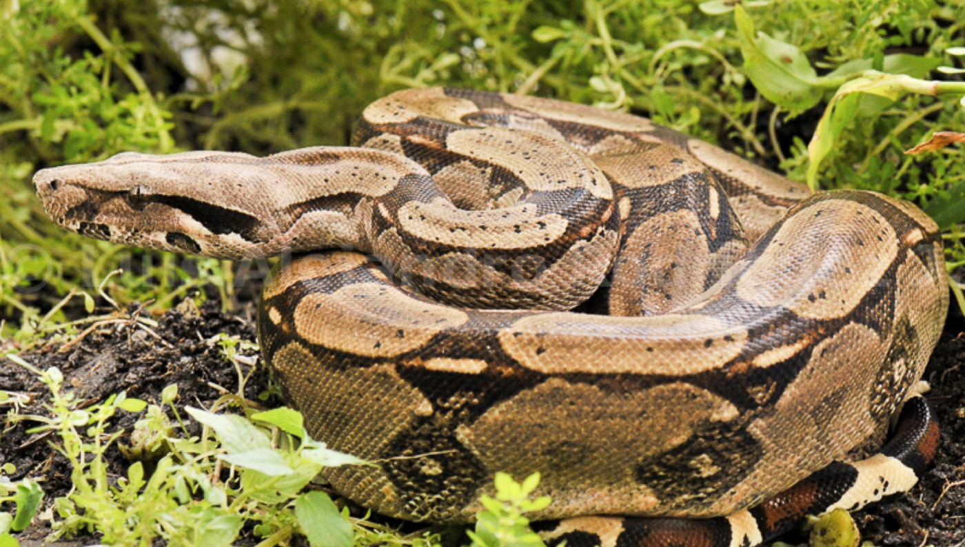 Boa constrictora de gran tamaño enroscada sobre un tronco
