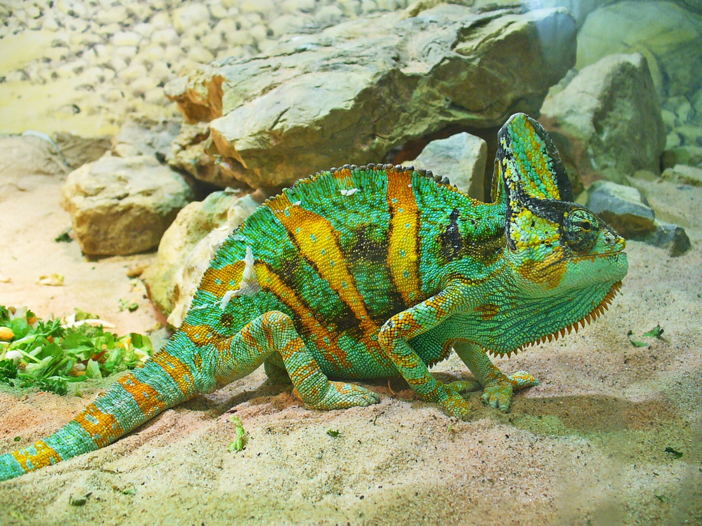 Camaleón velado verde con casco prominente agarrado a una rama