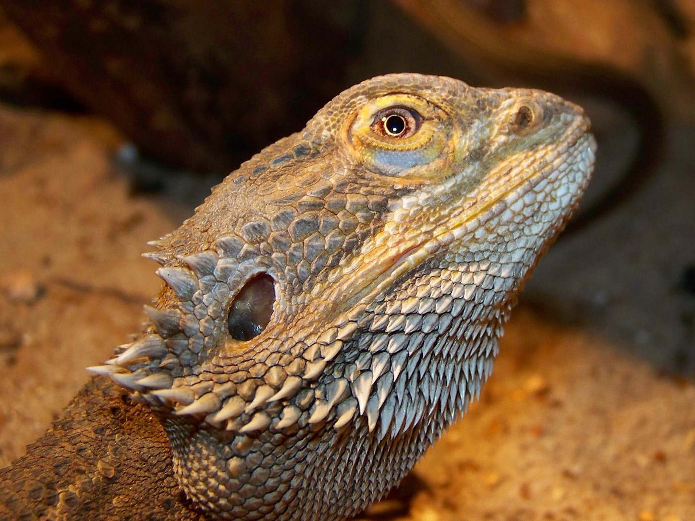 Pogona vitticeps tomando el sol sobre una rama en terrario desértico